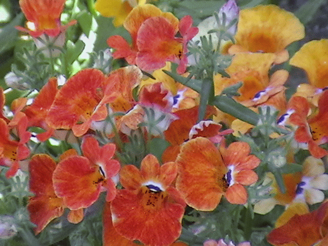pakistanpaedia flora of pakistan